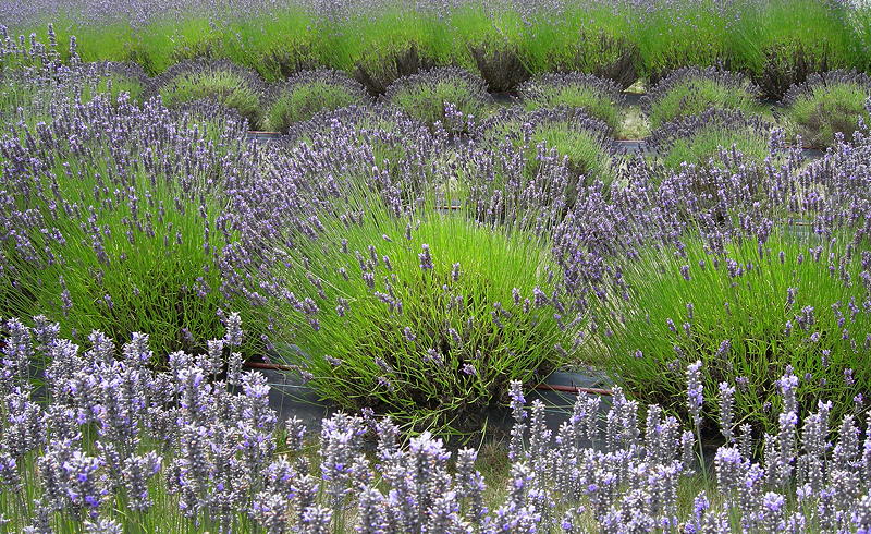 San Juan Island lavender field